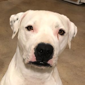 Meet your Posher, Justin